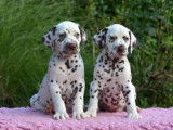 Etalon Dalmatien LOF disponible pour saillie