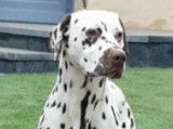 Etalon Dalmatien LOF disponible pour saillie
