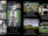 Etalon Dalmatien LOF disponible pour saillie