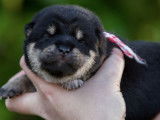 Chiots Shiba Inu LOF noirs et feu &agrave; r&eacute;server