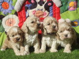 Chiots de race Cocker Américain à vendre (1 femelle & 2 mâles)