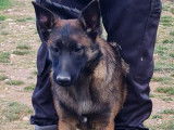 5 chiots Bergers Malinois à vendre, 3 mâles et 2 femelles, LOF