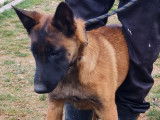 5 chiots Bergers Malinois à vendre, 3 mâles et 2 femelles, LOF