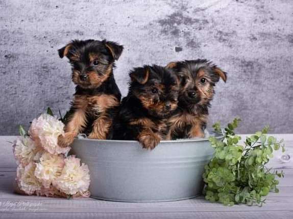 À vendre 3 chiots, Silky Terriers de décembre 2021, mâles LOF bicolores