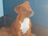 Un chiot Staffie à vendre, femelle rouge et panache blanc, LOF