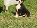 2 chiots Bouviers Bernois croisé Border Collies à vendre, non LOF