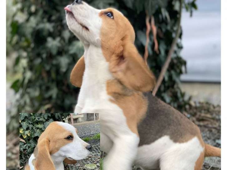 Deux chiots Beagles, mâle et femelle, LOF tricolores disponibles 