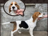 Deux chiots Beagles, mâle et femelle, LOF tricolores disponibles