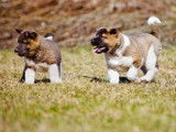 Des chiots Akitas Américains blancs ou tricolores non LOF à vendre