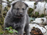 Chiots Chien Loup de Saarlos LOF &agrave; r&eacute;server