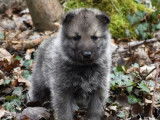 Chiots Chien Loup de Saarlos LOF &agrave; r&eacute;server