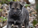 Chiots Chien Loup de Saarlos LOF &agrave; r&eacute;server