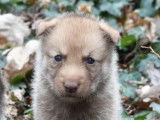 Chiots Chien Loup de Saarlos LOF &agrave; r&eacute;server