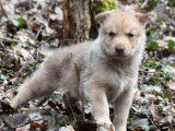 Chiots Chien Loup de Saarlos LOF &agrave; r&eacute;server