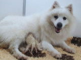 Chiots Spitz Japonais LOF à réserver