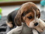 Chiots Beagle LOF tricolore &agrave; r&eacute;server