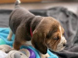 Chiots Beagle LOF tricolore &agrave; r&eacute;server