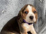 Chiots Beagle LOF tricolore &agrave; r&eacute;server