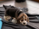 Chiots Beagle LOF tricolore &agrave; r&eacute;server