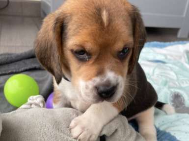 Chiots Beagle tricolore LOF à vendre
