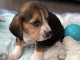 Chiots Beagle tricolore LOF à vendre