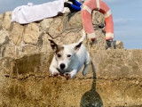 Gustave, beau Jack Russel pour saillie