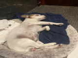 Gustave, beau Jack Russel pour saillie