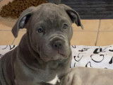 Femelle blue yeux bleu ABKC pure Américain Bully XXL