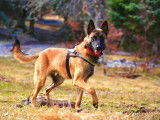 Étalon Malinois LOF disponible pour saillie