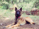 Étalon Malinois LOF disponible pour saillie