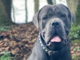 Chiots Cane Corso LOF à réserver