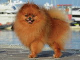 Etalon Spitz Allemand orange red LOF disponible pour saillie