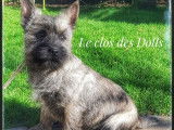 Vente d’un chiot Cairn Terrier LOF, mâle fauve bringé