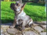 Vente d’un chiot Cairn Terrier LOF, mâle fauve bringé