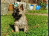 Vente d’un chiot Cairn Terrier LOF, mâle fauve bringé
