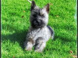 Vente d’un chiot Cairn Terrier LOF, mâle fauve bringé