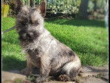 Vente d’un chiot Cairn Terrier LOF, mâle fauve bringé