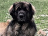 Etalon Leonberg LOF disponible pour saillie
