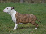 Chiot American Staffordshire Terrier à acheter, femelle LOF bicolore