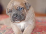 Chiots Cane Corso LOF à réserver