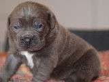 Chiots Cane Corso LOF à réserver