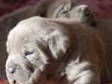 Chiots Cane Corso LOF à réserver