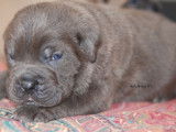 Chiots Cane Corso LOF à réserver