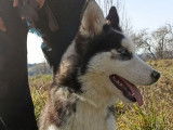 À vendre : un chiot Husky Sibérien noir et blanc LOF femelle