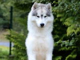 À acheter : deux chiots Husky LOF noirs et blancs