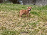 Un chiot Staffordshire Bull Terrier à acheter, mâle LOF fauve