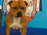 Un chiot Staffordshire Bull Terrier à acheter, mâle LOF fauve