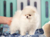 Spitz Pomeranian de couleur rare