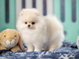Spitz Pomeranian de couleur rare