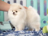 Spitz Pomeranian de couleur rare